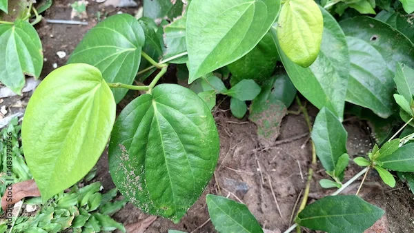 Betel Leaf Health Benefits Explained